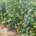 粉都热美番茄无限生长型抗病抗裂抗线虫果形大小均匀口感非常