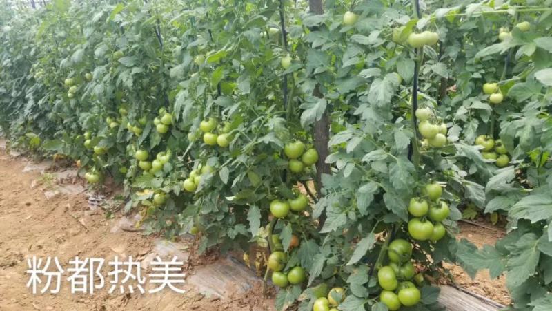 粉都热美番茄无限生长型抗病抗裂抗线虫果形大小均匀口感非常