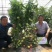 粉都热美番茄无限生长型抗病抗裂抗线虫果形大小均匀口感非常