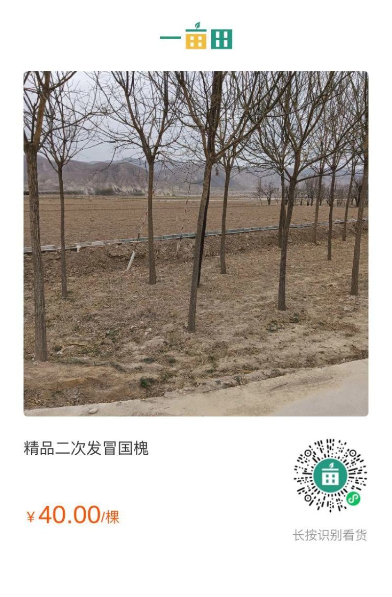 精品国槐
