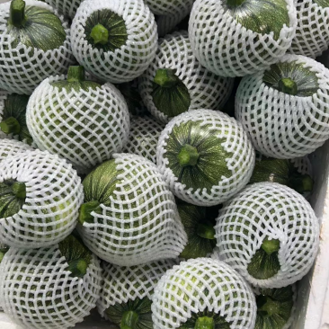 地南瓜