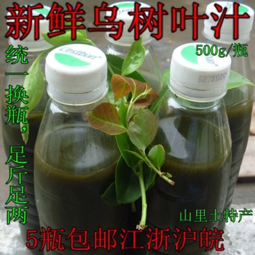 湖北特产野生鲜新乌树叶汁500ml/瓶赛溧阳南烛叶乌饭叶