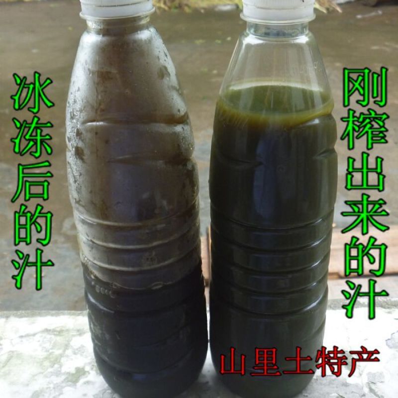 湖北特产野生鲜新乌树叶汁500ml/瓶赛溧阳南烛叶乌饭叶