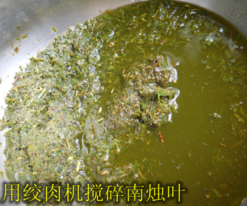 湖北特产野生鲜新乌树叶汁500ml/瓶赛溧阳南烛叶乌饭叶