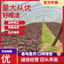 脱毒原种西瓜红苗烟蜜苗哈蜜苗日供100万棵产地直发