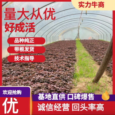 脱毒原种西瓜红苗烟蜜苗哈蜜苗日供100万棵产地直发