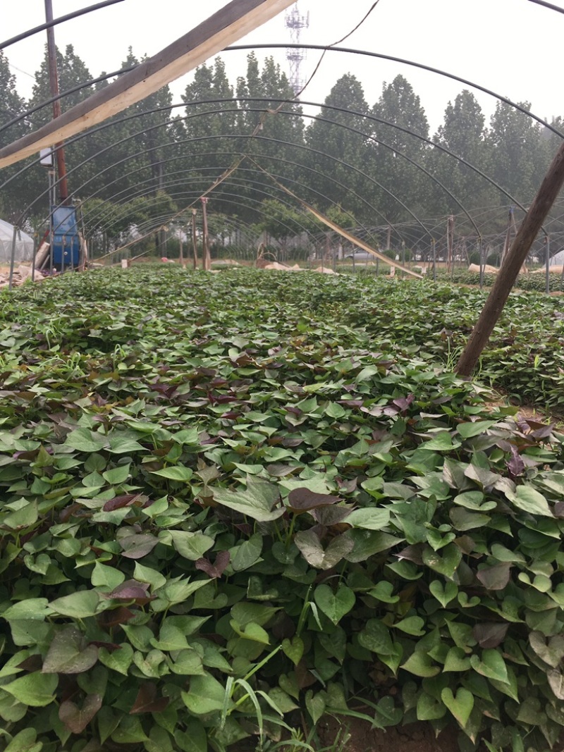 脱毒原种西瓜红苗烟蜜苗哈蜜苗日供100万棵产地直发