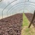 脱毒原种西瓜红苗烟蜜苗哈蜜苗日供100万棵产地直发