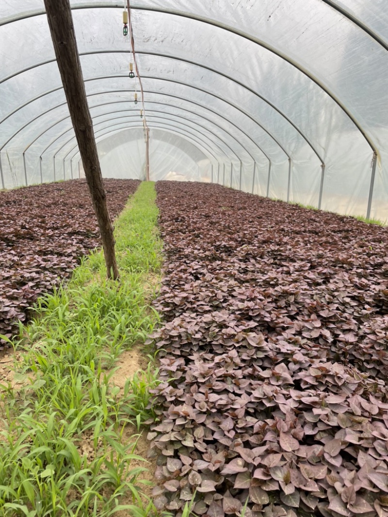 脱毒原种西瓜红苗烟蜜苗哈蜜苗日供100万棵产地直发