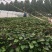 脱毒原种西瓜红苗烟蜜苗哈蜜苗日供100万棵产地直发
