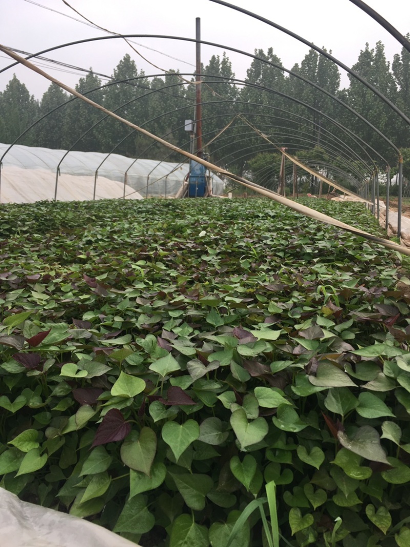 脱毒原种西瓜红苗烟蜜苗哈蜜苗日供100万棵产地直发