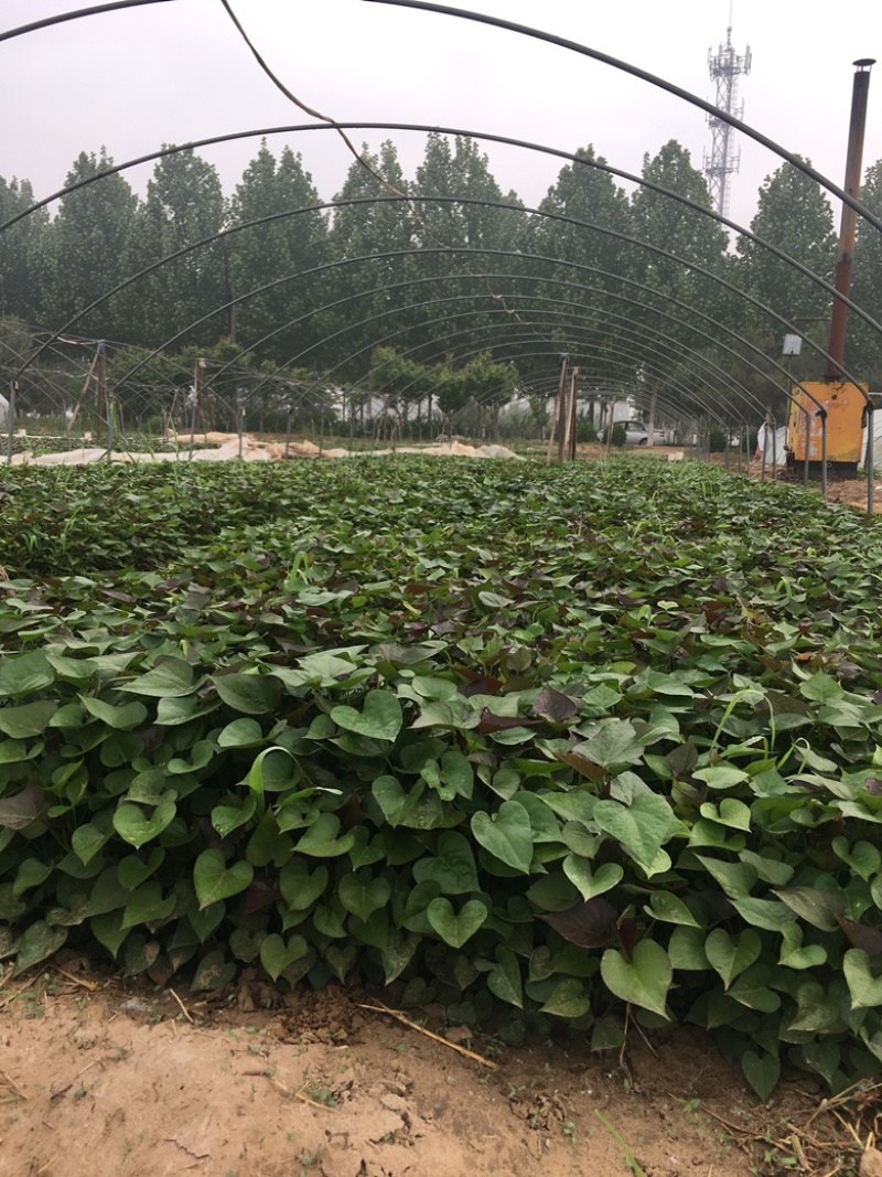 脱毒原种西瓜红苗烟蜜苗哈蜜苗日供100万棵产地直发
