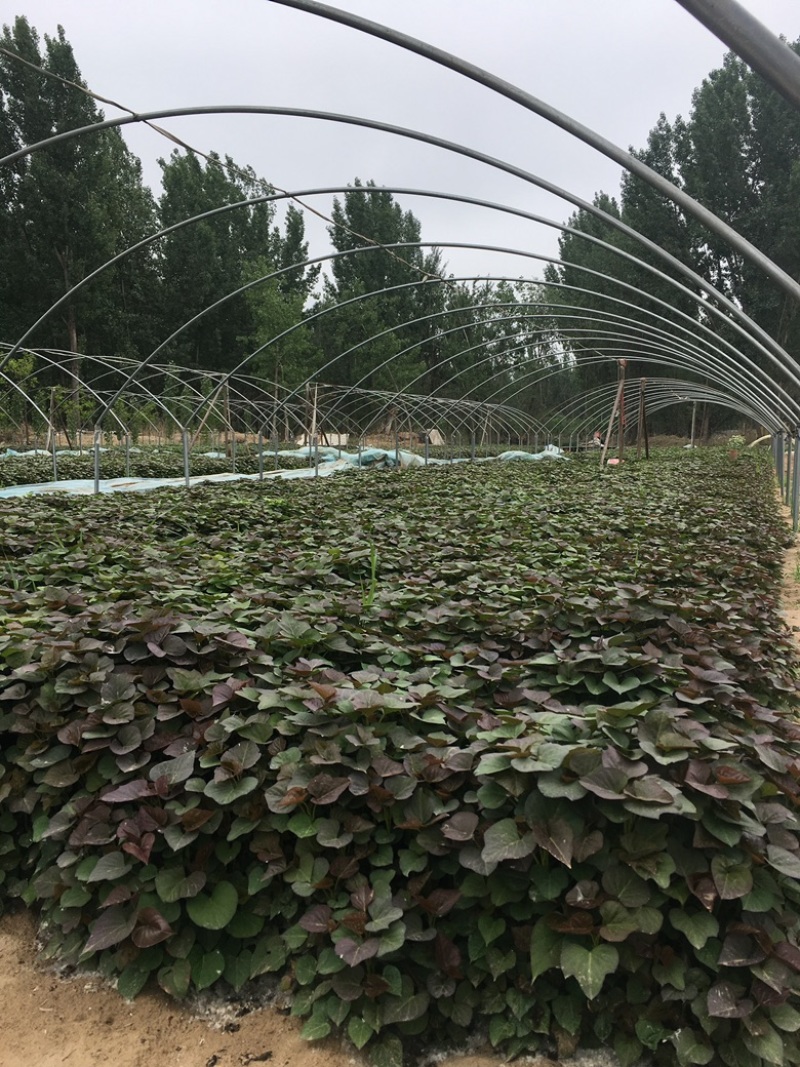 脱毒原种西瓜红苗烟蜜苗哈蜜苗日供100万棵产地直发