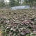 脱毒原种西瓜红苗烟蜜苗哈蜜苗日供100万棵产地直发