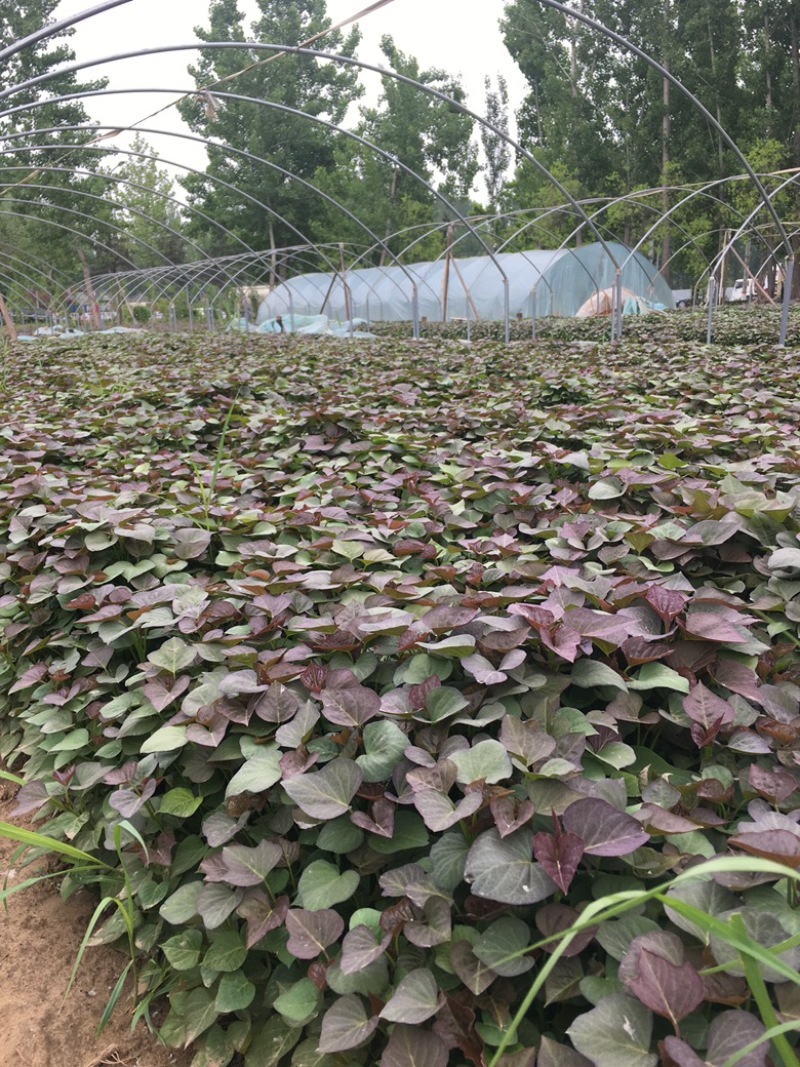 脱毒原种西瓜红苗烟蜜苗哈蜜苗日供100万棵产地直发