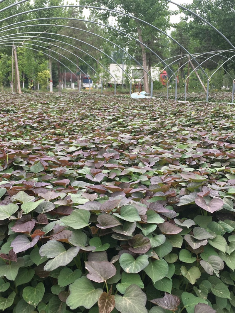 脱毒原种西瓜红苗烟蜜苗哈蜜苗日供100万棵产地直发