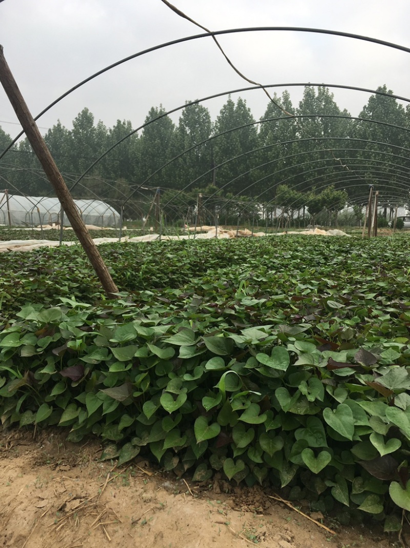 脱毒原种西瓜红苗烟蜜苗哈蜜苗日供100万棵产地直发