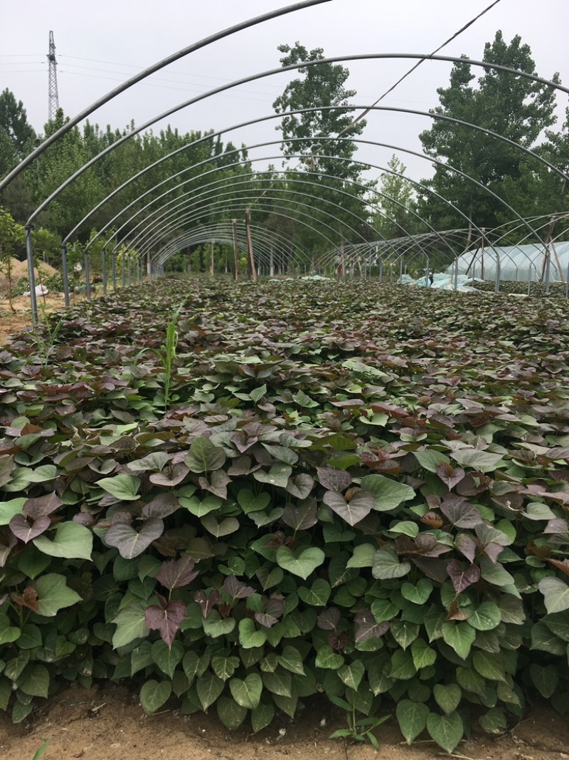 脱毒原种西瓜红苗烟蜜苗哈蜜苗日供100万棵产地直发