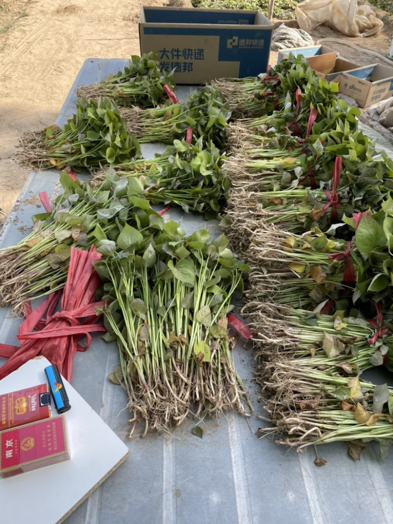 脱毒原种西瓜红苗烟蜜苗哈蜜苗日供100万棵产地直发