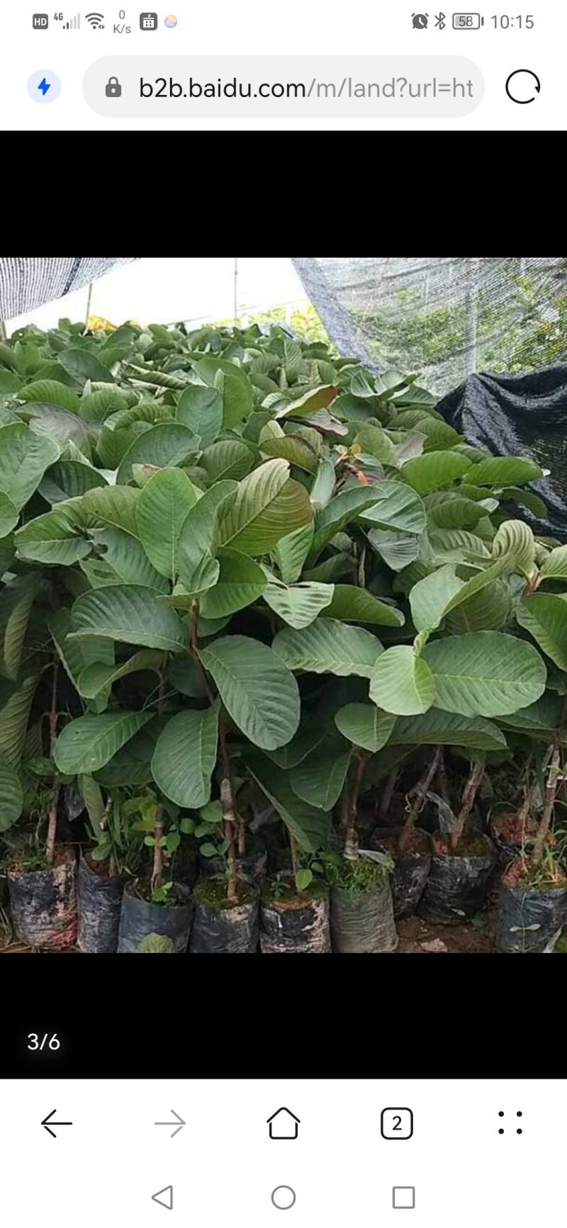 番石榴果苗通货四元1棵。多少都行？要果也可以，欢迎来聊