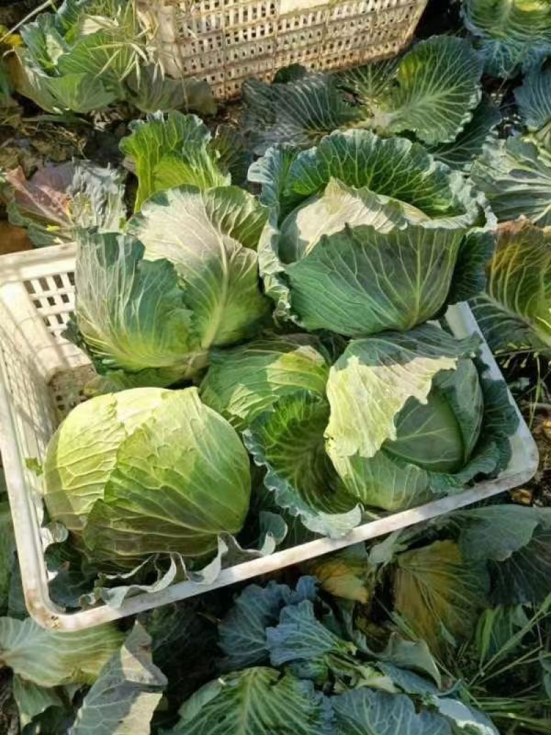 奥齐拉大量上市中，一手货源，长年供应，基地货，欢迎咨询…