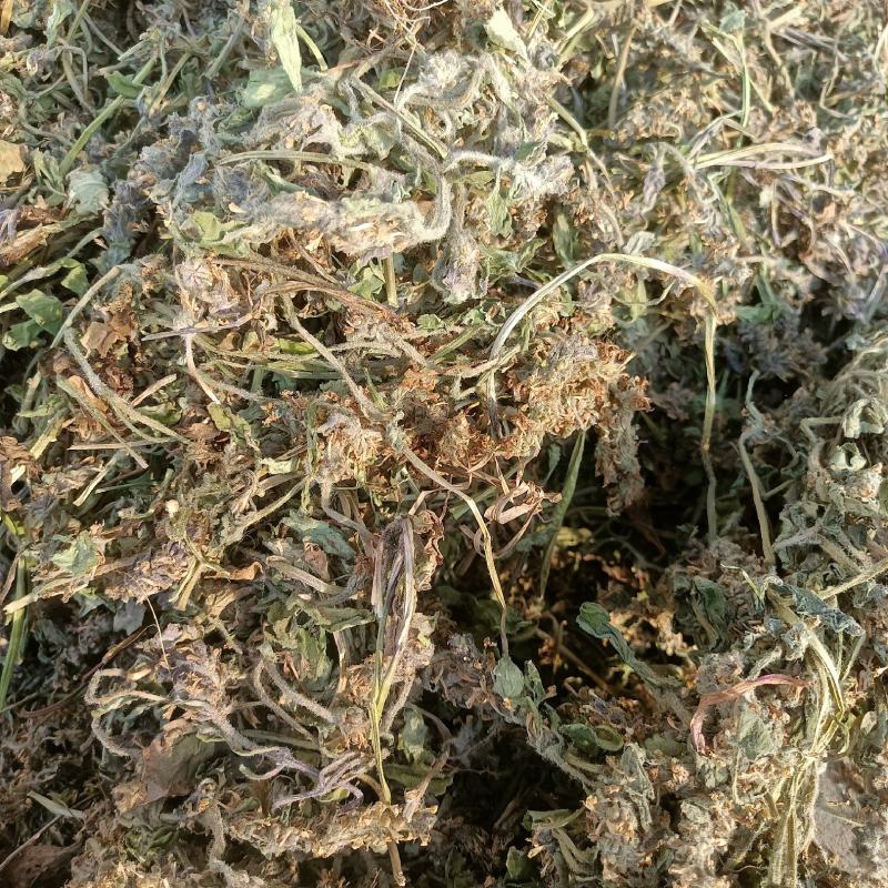 白毛夏枯草金疮小草雪里青白头翁草