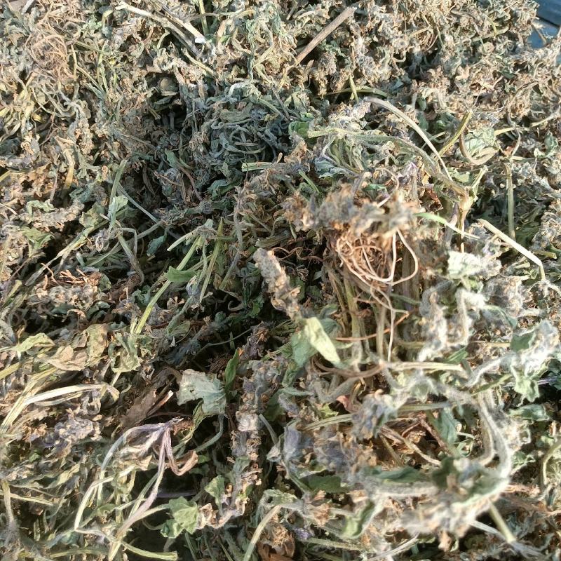 白毛夏枯草金疮小草雪里青白头翁草