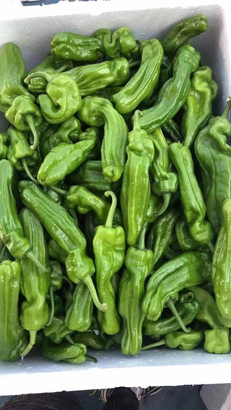 【热卖】山东精品薄皮椒芜湖椒产地直发质量保证