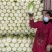 兰陵县精品黄心大白菜露天无烧心无虫眼大量现货