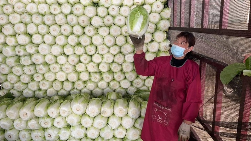 兰陵县精品黄心大白菜露天无烧心无虫眼大量现货