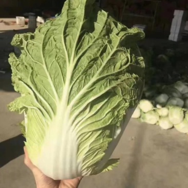 兰陵县精品黄心大白菜露天无烧心无虫眼大量现货