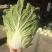 兰陵县精品黄心大白菜露天无烧心无虫眼大量现货
