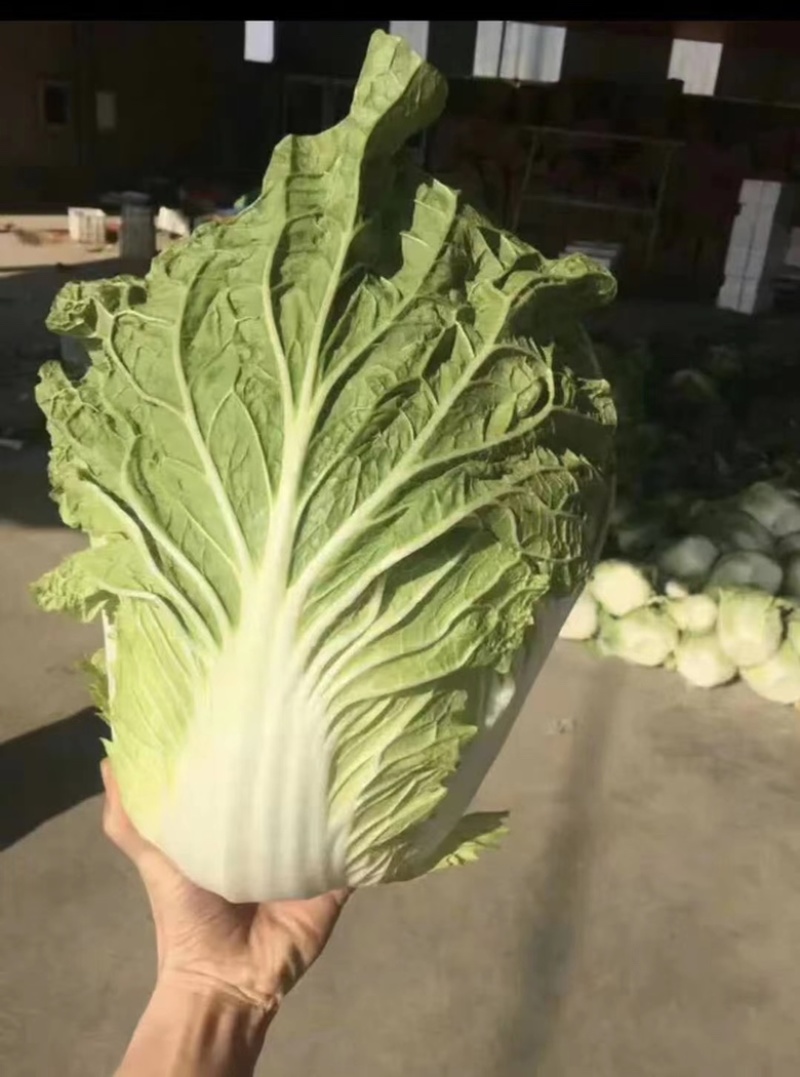 兰陵县精品黄心大白菜露天无烧心无虫眼大量现货