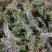 云南大深山水苔，欢迎养兰花的老板需要可以联系我哦！