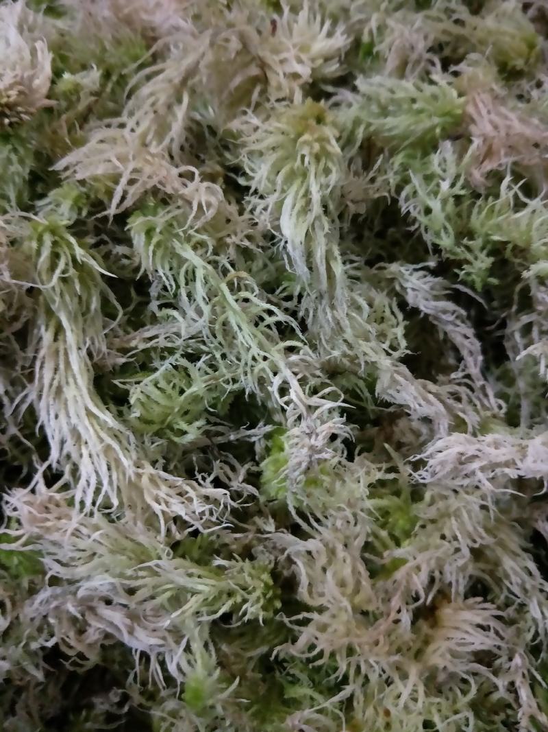 云南大深山水苔，欢迎养兰花的老板需要可以联系我哦！