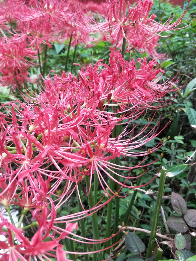 彼岸花