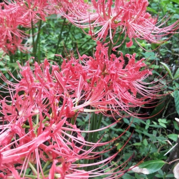 彼岸花