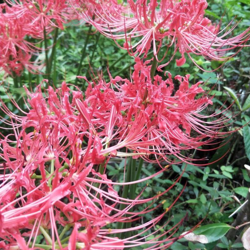 彼岸花