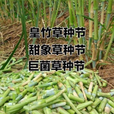 皇竹草种苗高产量多年生宿根牧草现砍现发