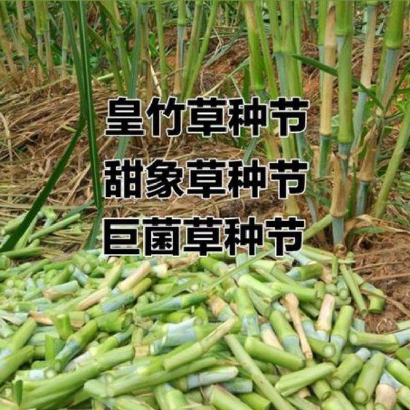 皇竹草种苗高产量多年生宿根牧草现砍现发