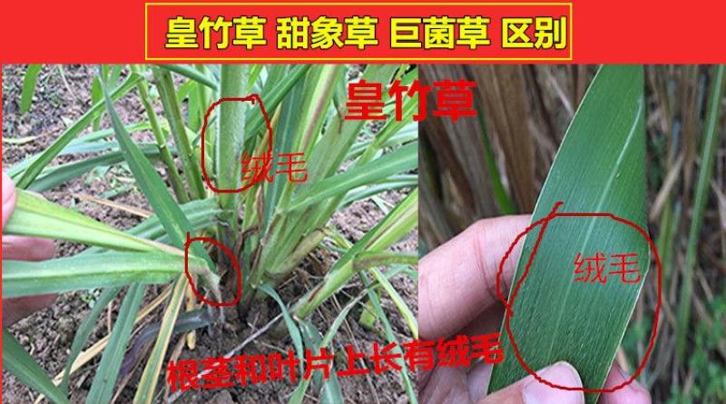 皇竹草种苗高产量多年生宿根牧草现砍现发