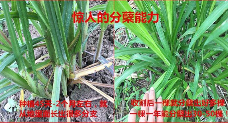 皇竹草种苗高产量多年生宿根牧草现砍现发