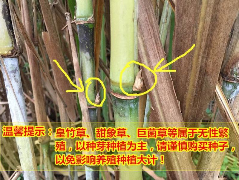 皇竹草种苗高产量多年生宿根牧草现砍现发