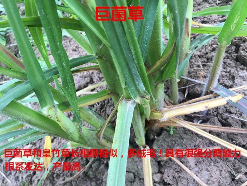 皇竹草种苗高产量多年生宿根牧草现砍现发