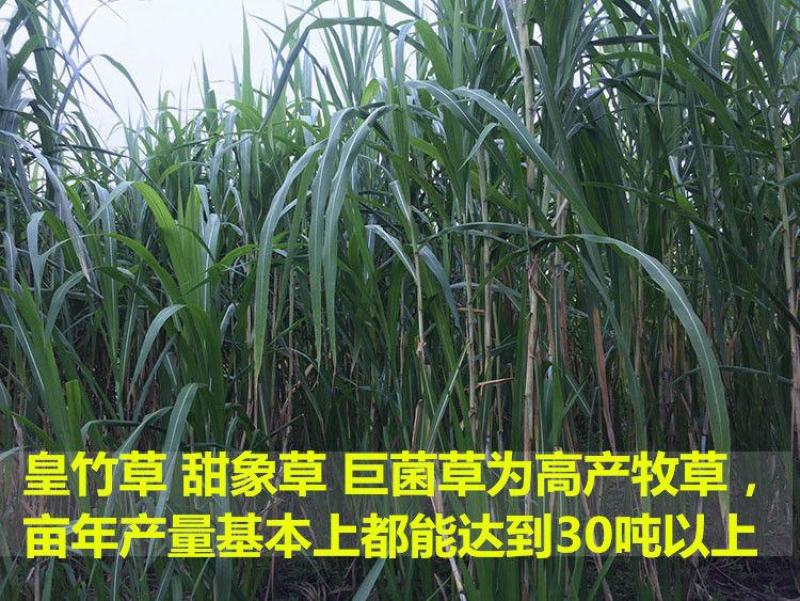 皇竹草种苗高产量多年生宿根牧草现砍现发