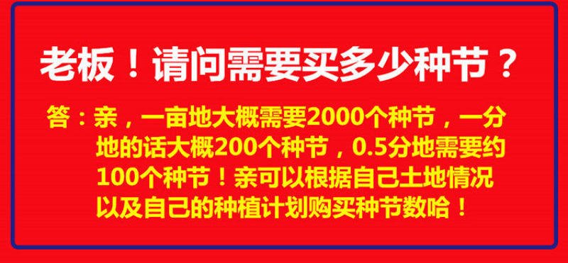 皇竹草种苗高产量多年生宿根牧草现砍现发