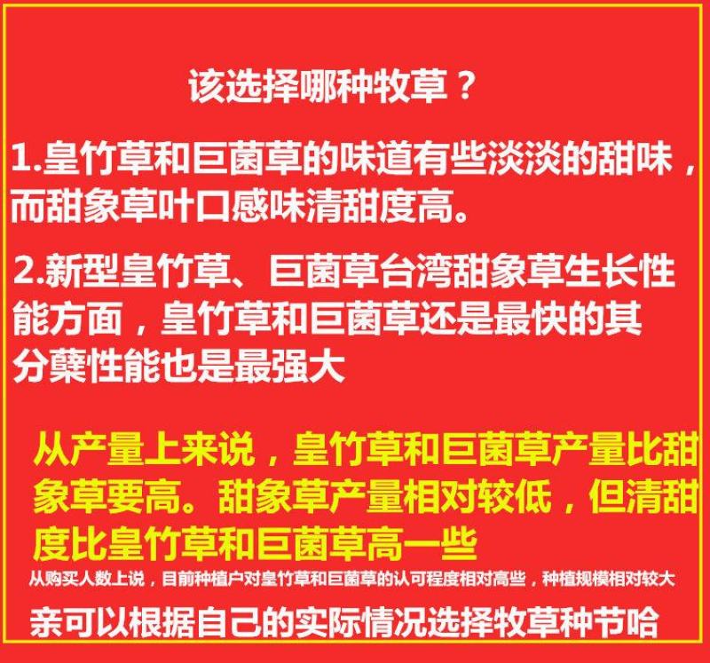 皇竹草种苗高产量多年生宿根牧草现砍现发