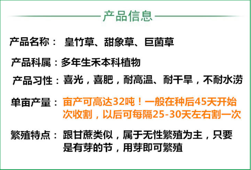 皇竹草种苗高产量多年生宿根牧草现砍现发