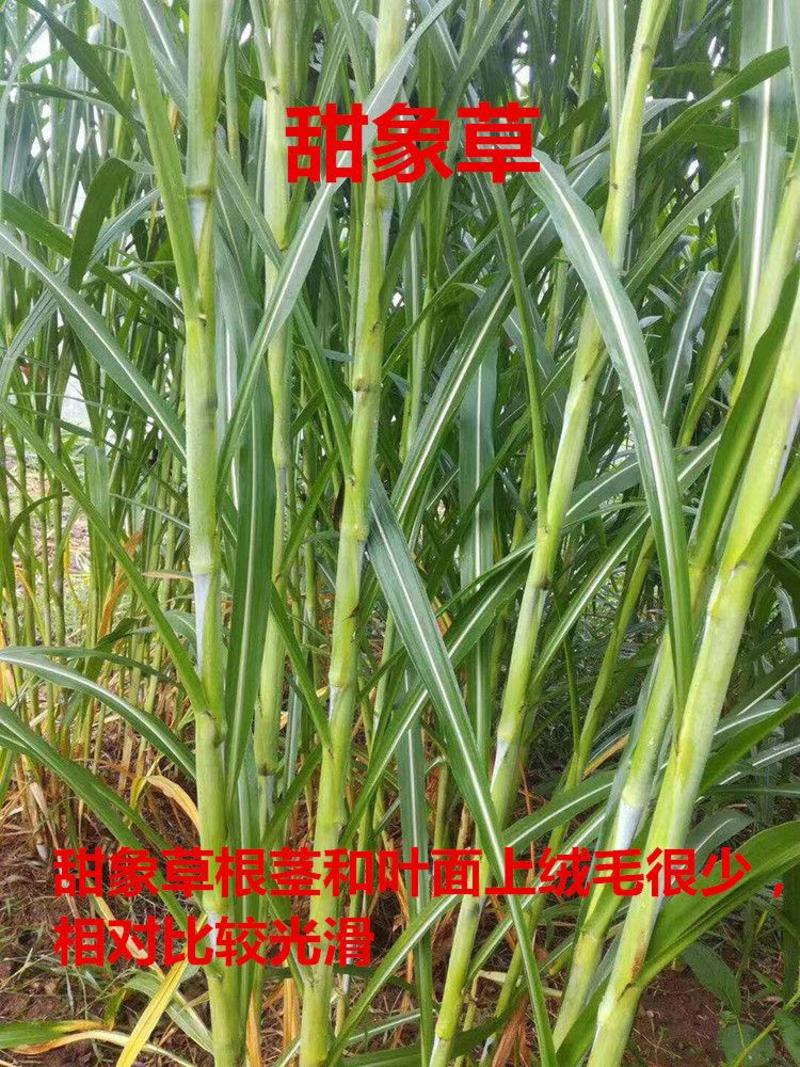 皇竹草种苗高产量多年生宿根牧草现砍现发