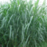 皇竹草种子皇竹草种节甜象草种高产量多年生宿根牧草现砍现发